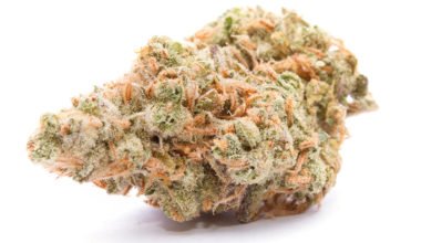 Lemon Haze Cannabis for Sale on WeedHommy