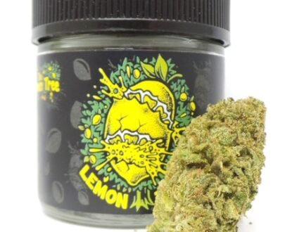 guild-cannabis-lemon-tree-8th WeedHommy